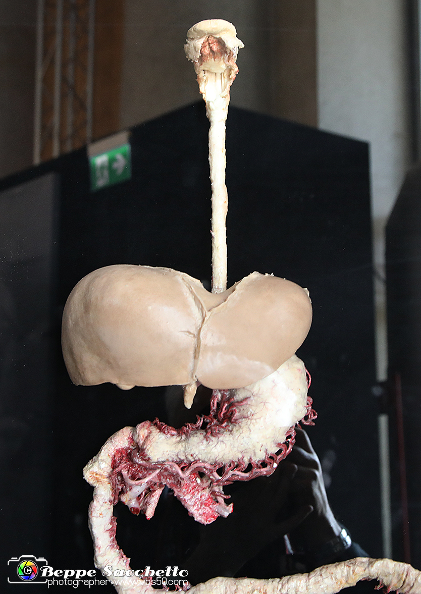 VBS_2783 - Processo digestivo - Mostra Body Worlds.jpg